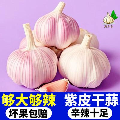 新干蒜白皮大蒜新鲜大蒜头