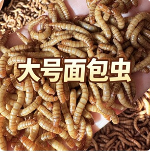 大号面包虫特大号活活虫体黄粉虫鲜活八哥鸟喂鸡鸟食打窝活饵钓鱼