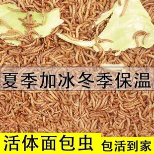 面包虫活活虫体黄粉虫鲜活小虫子八哥喂鸡鸟食仓鼠石蛙鱼 一斤