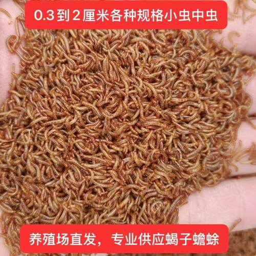 特小面包虫0.3厘米开口虫活虫子0.5厘米黄粉虫活体石蛙蝎子蟾蜍