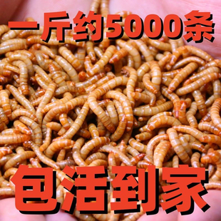 面包虫活虫活体黄粉虫鲜活小虫子八哥芦丁鸡鸟食仓鼠石蛙鱼蝎子幼