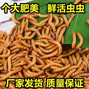 面包虫活活虫体黄粉虫鲜活小虫子八哥鸡饲料鸟食仓鼠蝎子林蛙一斤