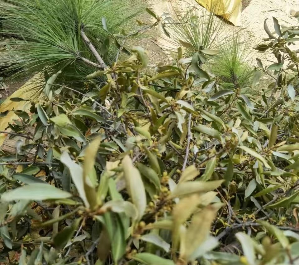 山区农村松树寄生草原生态寄生茶云南松马尾松寄生草治三高养生茶