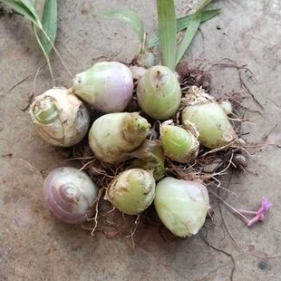 云南正宗毛慈姑苗毛茨菇苗山慈菇种植盆栽基地泥冰子苗独蒜兰