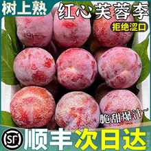 特大果5斤红心芙蓉李新鲜李子三华水果桃当季形孕妇整箱包邮