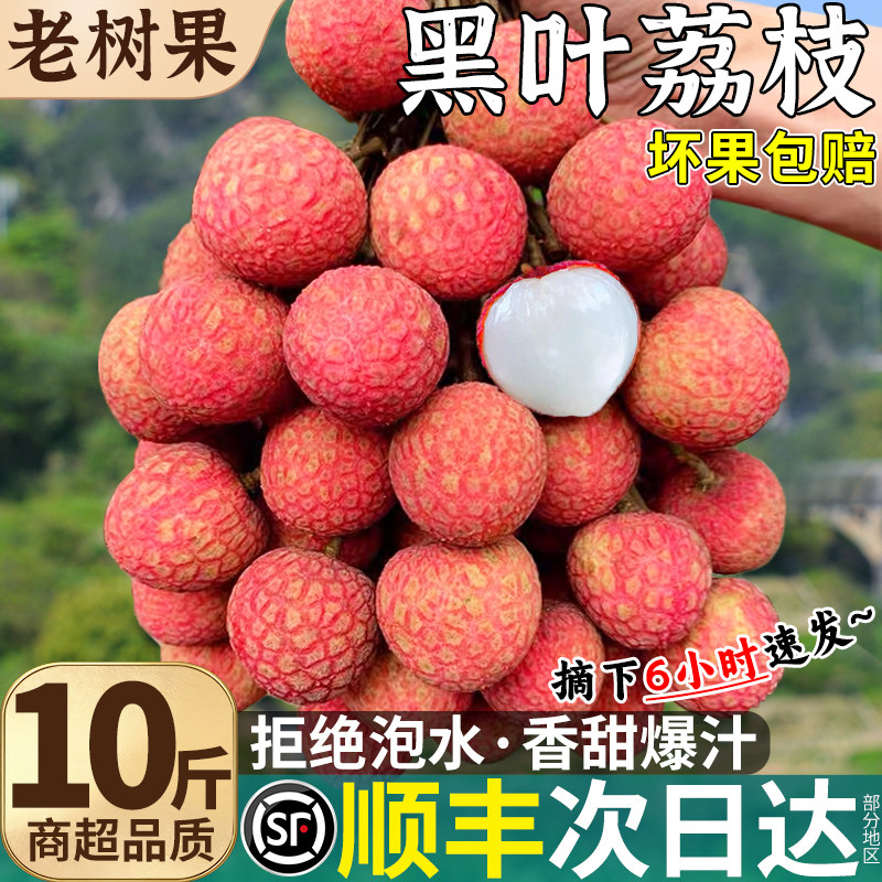 福建黑叶荔枝新鲜现摘现发当季时令水果整箱包邮老树特大果甜