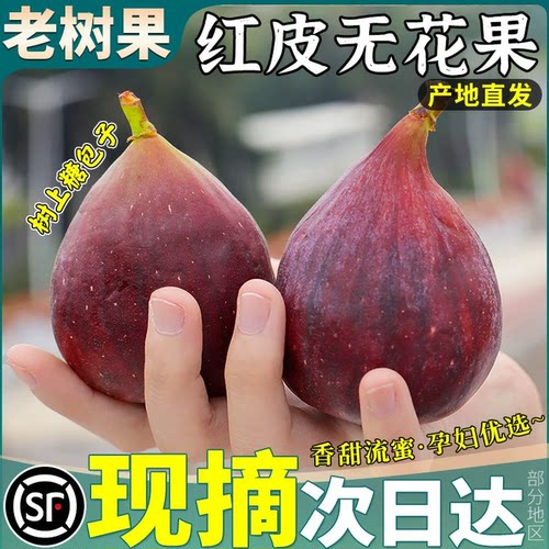 顺丰大果红皮无花果鲜果当季现摘树熟糖包子新鲜孕妇水果整箱包邮