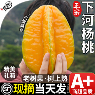 顺丰/JD礼盒下河杨桃鲜果5斤新鲜水果扬桃福建漳州树上熟整箱包邮