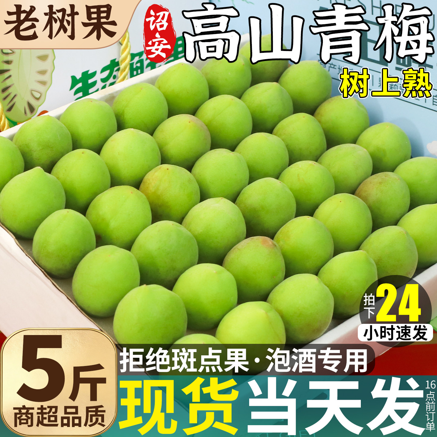 诏安高山青梅鲜果5斤整箱泡酒专用新鲜水果当季现摘青脆梅子包邮