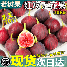 顺丰现货 5斤云南红皮无花果鲜果当季新鲜水果一级现摘整箱包邮大