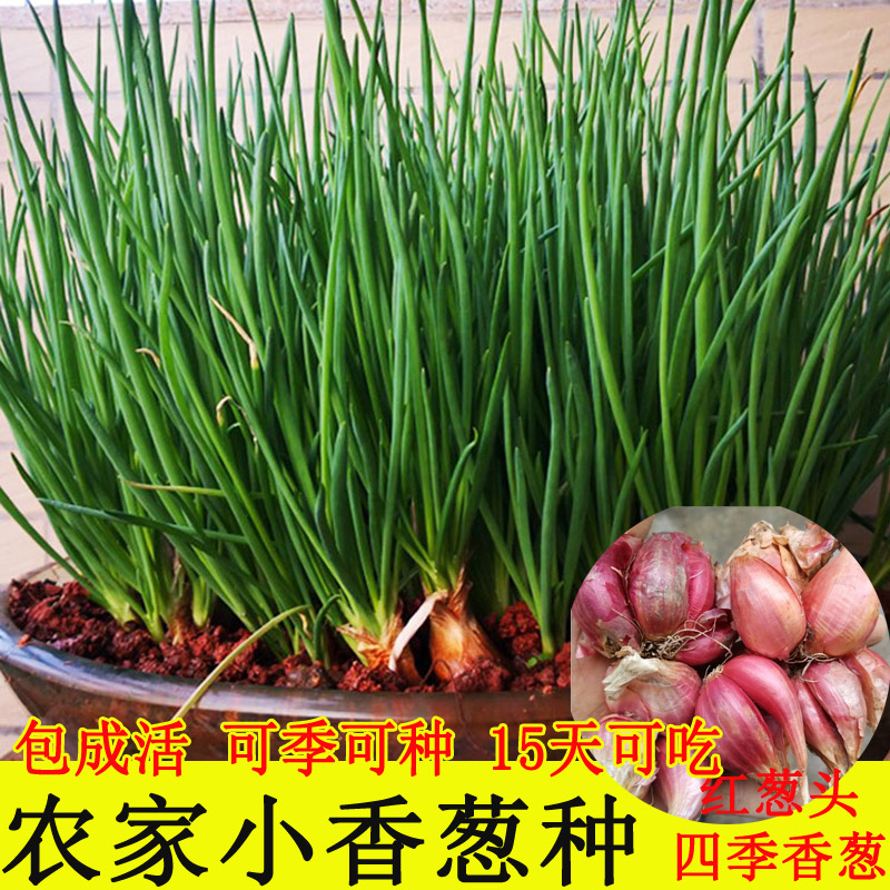 四季小香葱种红根小香葱种子