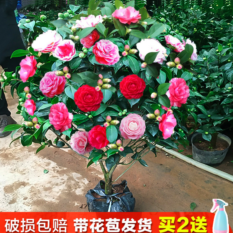 网友分享在meiguo.com的图片