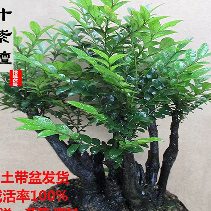 小叶紫檀盆景树桩绿植树苗多桩香檀木室内客厅阳台花卉盆栽吸甲醛