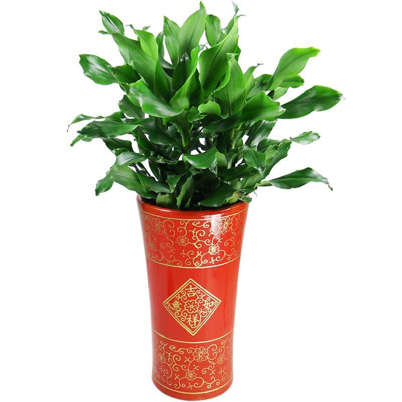 螺纹铁植物螺旋铁大型室内盆栽菲律宾铁树卷叶铁扭纹铁门口绿植春