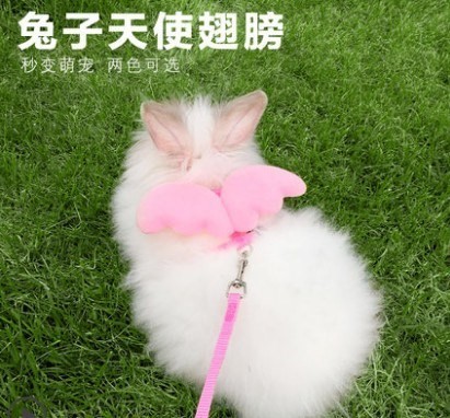 遛绳散步兔绳饰品栓绳带子兔子牵兔牵宠宠物装备牵引绳小型幼兔图片