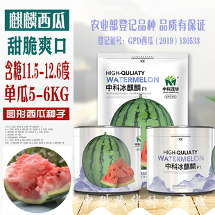 耐裂超甜中科冰麒麟西瓜种子籽高产四季南方薄皮巨型早熟西瓜种孑