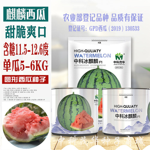 耐裂超甜中科麒麟西瓜四季