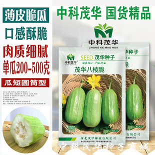 中科茂华 茂华八棱脆菜瓜种子 无棱绿皮菜瓜低糖肉脆多汁鲜食香瓜