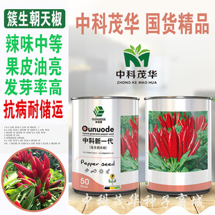 中科茂华天樱八号簇生朝天椒辣椒种子干椒三樱魔鬼椒椒美人椒种子