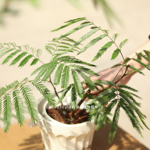 密叶猴耳环 常绿小乔木耐阴室内好养进口绿植JoJoPlant