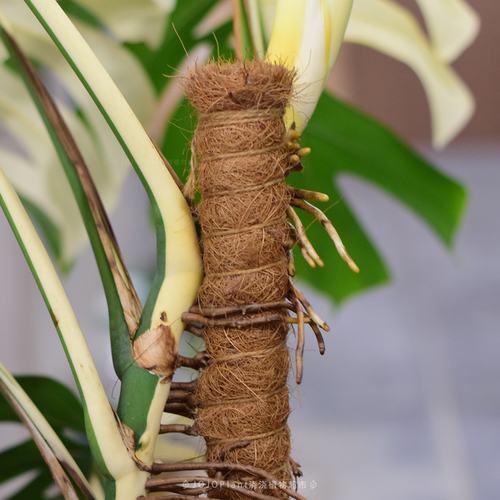 【棕柱】手扎棕柱植物攀爬柱可叠高 浇浇植物超市