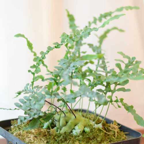 【直播】蓝蚁蕨 奇妙小众雨林植物 浇浇植物