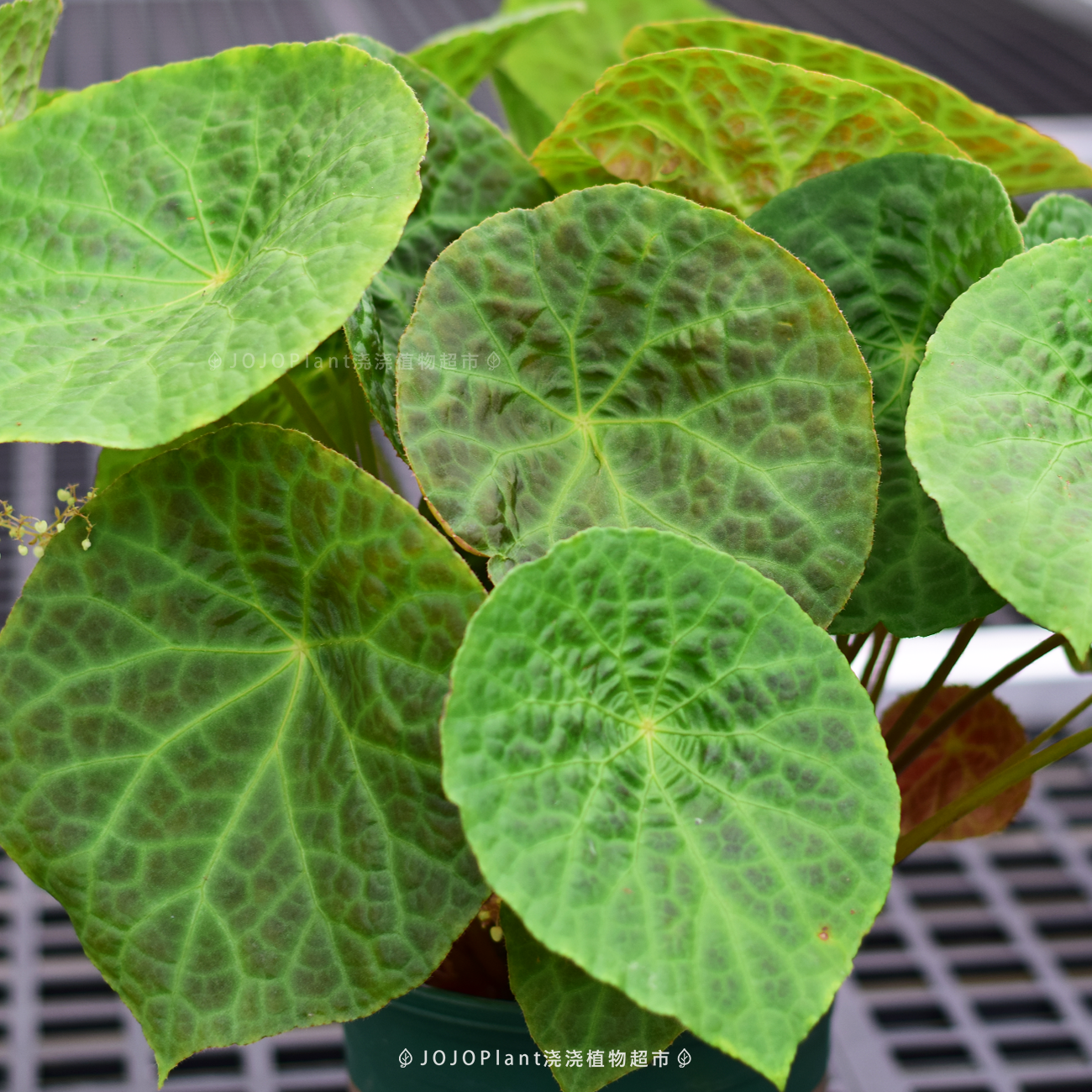 瑕疵福寿秋海棠 可爱圆叶植物耐阴室内绿植盆栽BP 浇浇植物超市