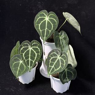 ZB克莱恩花烛 浇浇植物新手好养热植水晶脉络 观叶盆栽