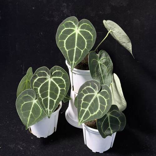 【ZB】克莱恩花烛 浇浇植物新手好养热植水晶脉络 观叶盆栽