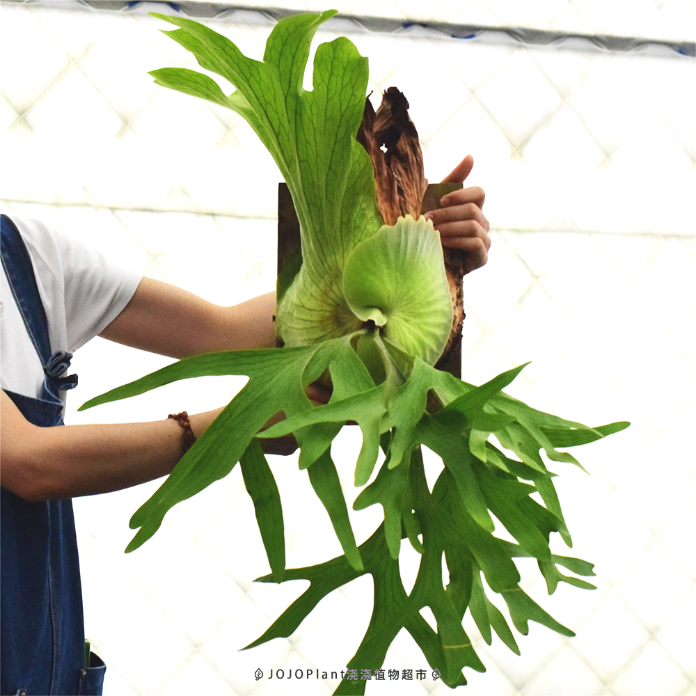 浇浇【皇冠系列鹿角蕨】皇冠/侏儒皇冠  新手友好皮实好养