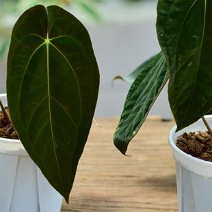 papi杂 加通湖 绒面热植盆栽浇浇植物 gunayala 原种papi花烛