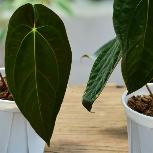 原种papi花烛/gunayala/加通湖/papi杂  绒面热植盆栽浇浇植物