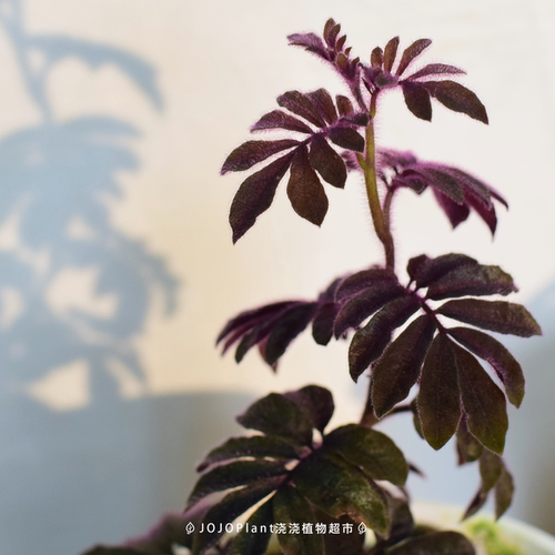 【直播】厄瓜多尔紫茄 耐阴攀爬深色小植物盆栽 浇浇植物