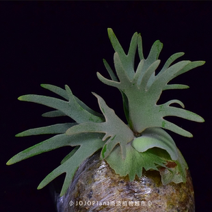 玉女 珍妮 nano 浇浇 侏儒卷叶女王 细菌 omg 其他 侏儒鹿角蕨