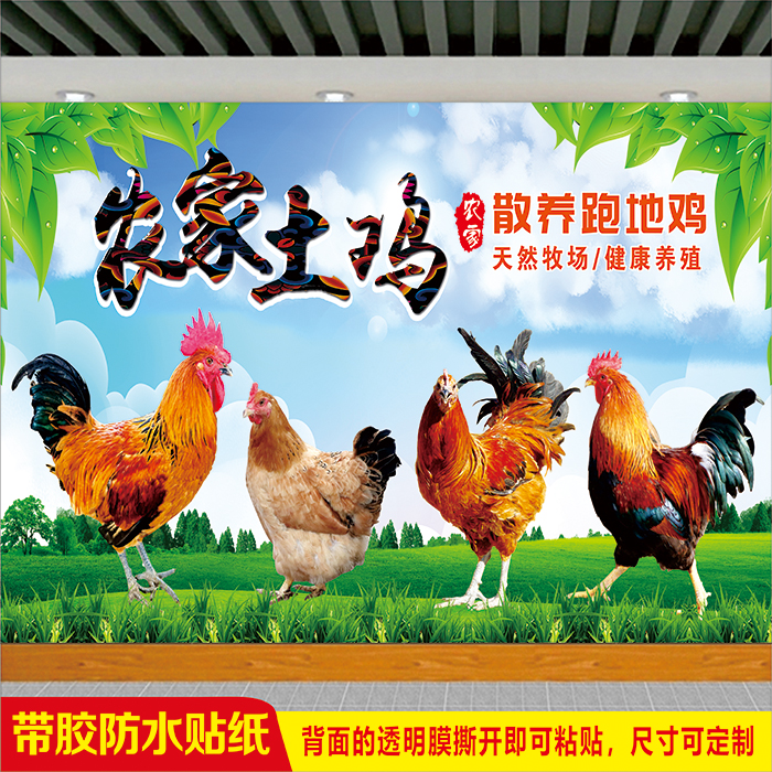 农家土鸡散养跑地鸡宣传广告贴画