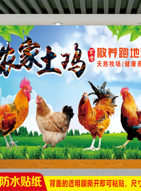 农家土鸡散养跑地鸡宣传广告贴画