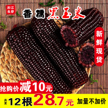 新鲜黑糯玉米12支2300g非转基因紫黏棒子现摘即食真空东北甜苞米