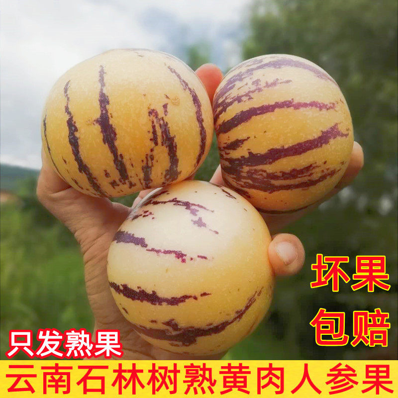 Yunnan Stone forest Plateau Tree Ginseng Large fruit fresh life fruitin the Aquatic meat/Fresh fruits and vegetables/Cooked , Fresh fruit , Ginseng category - from Buy2taobao.com to provide professional Taobao agent buy service