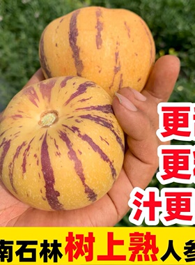 云南石林高原树上熟人参果圆果大果新鲜现摘黄肉多汁人生果水果