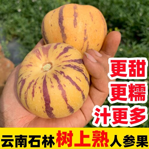 云南5斤包邮多汁当季石林人参果
