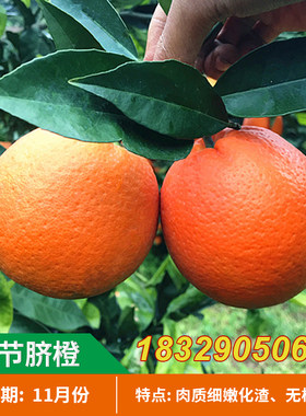 嫁接橙子树苗奉节脐橙塔罗科血橙