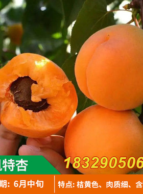 大黄杏树苗嫁接苗凯特杏早熟特大杏树果树苗南方北方地栽当年结果