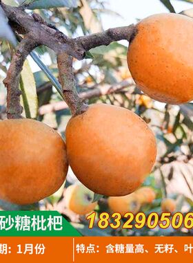 无核枇杷树苗无籽嫁接种植耐寒