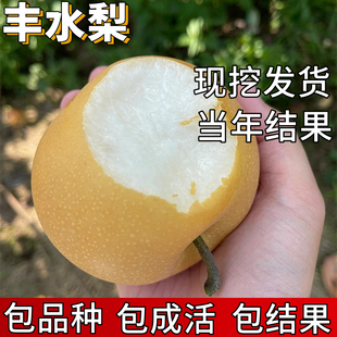 丰水梨苗南北方种植耐寒特大梨树果苗活苗盆栽嫁接早熟当年结果
