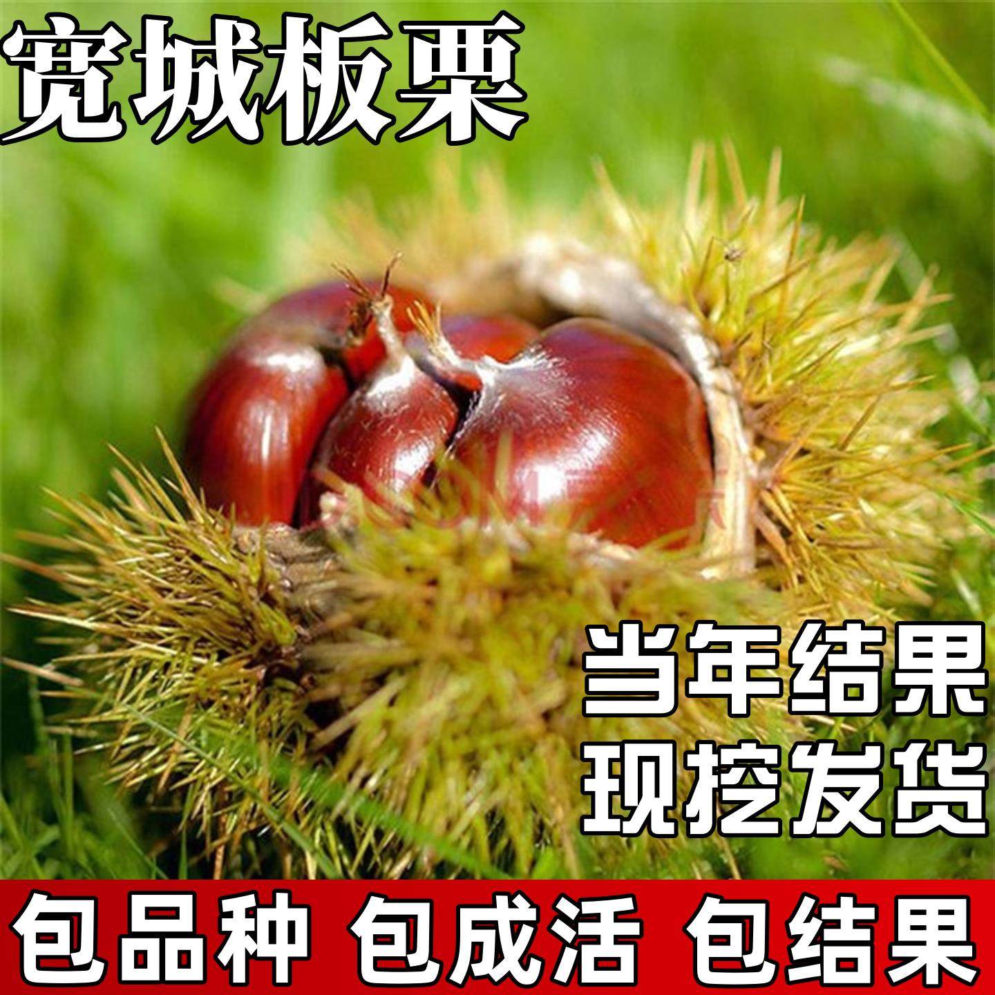 宽城板栗树果苗南北方地栽种植耐冻特大号盆栽嫁接早熟当年结果