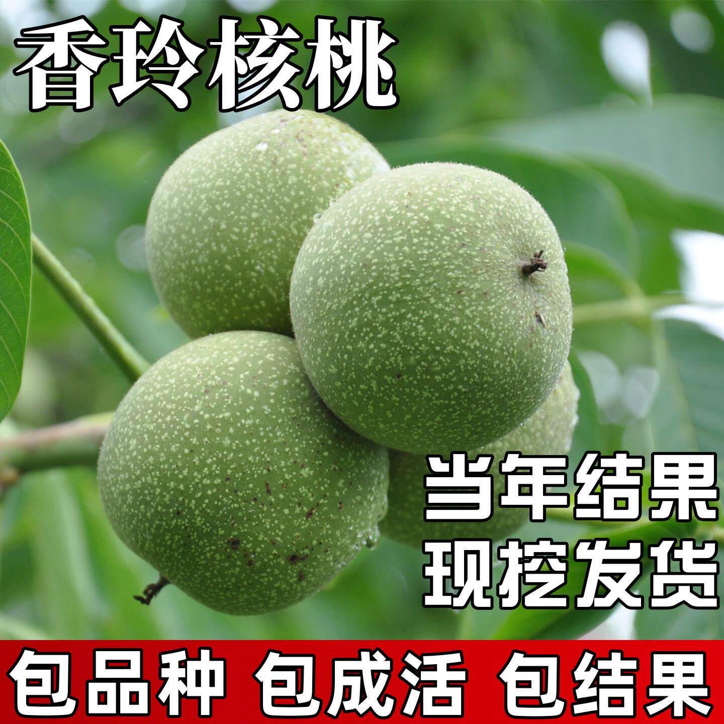 香玲核桃树果苗南北方种植耐寒特大号活苗盆栽嫁接大树当年结果