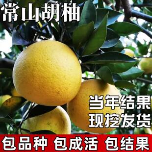 常山胡柚树果苗南北方种植庭院耐寒柚子树大树苗盆栽嫁接当年结果