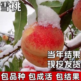 雪桃树果苗南北方种植耐寒特大号晚熟甜脆桃果树盆栽嫁接当年结果