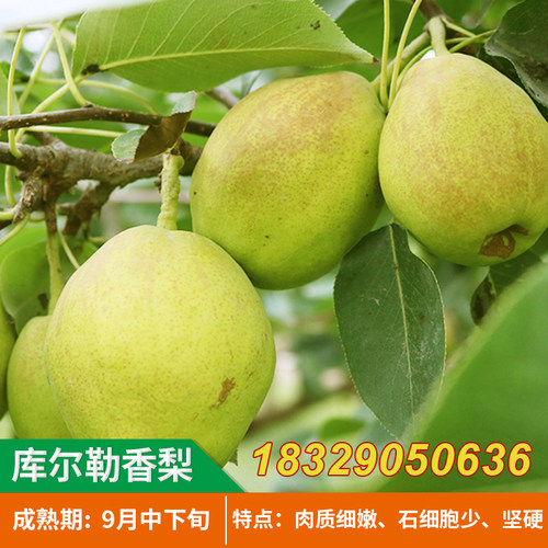 嫁接梨树苗 库尔勒香梨树苗 新疆香梨果树苗当年结果南方北方种植