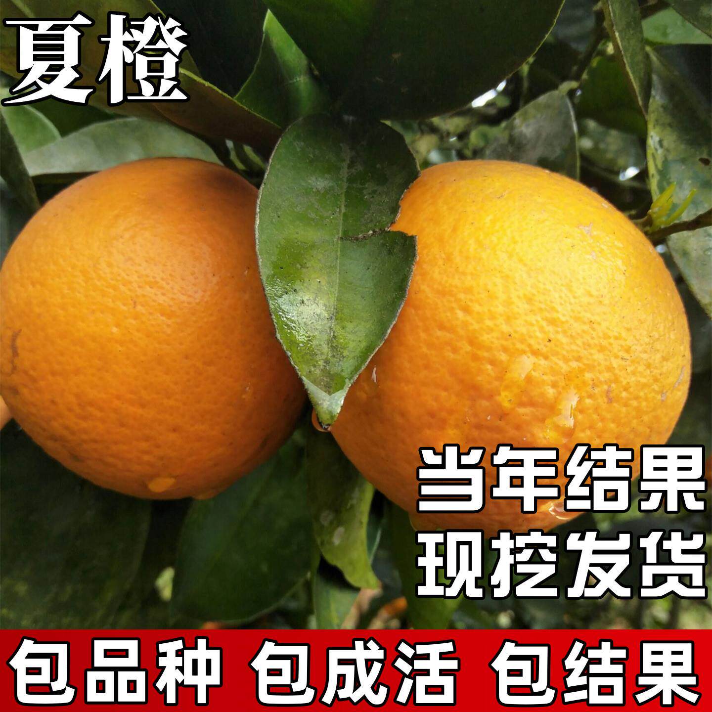 夏橙果苗南北方种植庭院耐寒橙子树苗带土盆栽嫁接大树苗当年结果